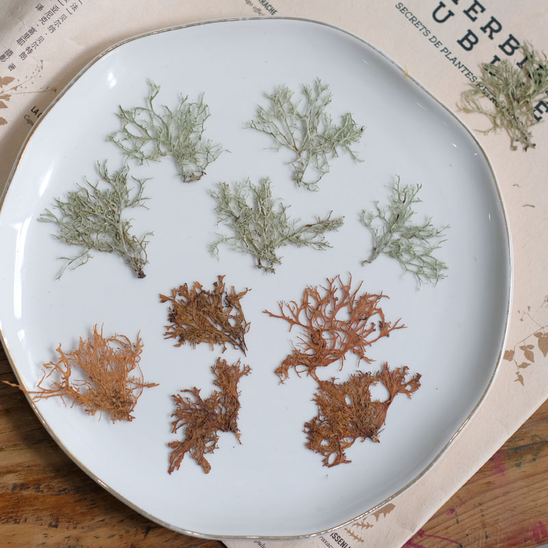 12pcs, Seaweed Aquatic Plants  - Dried Flower Bookmark ulasan dan harga
