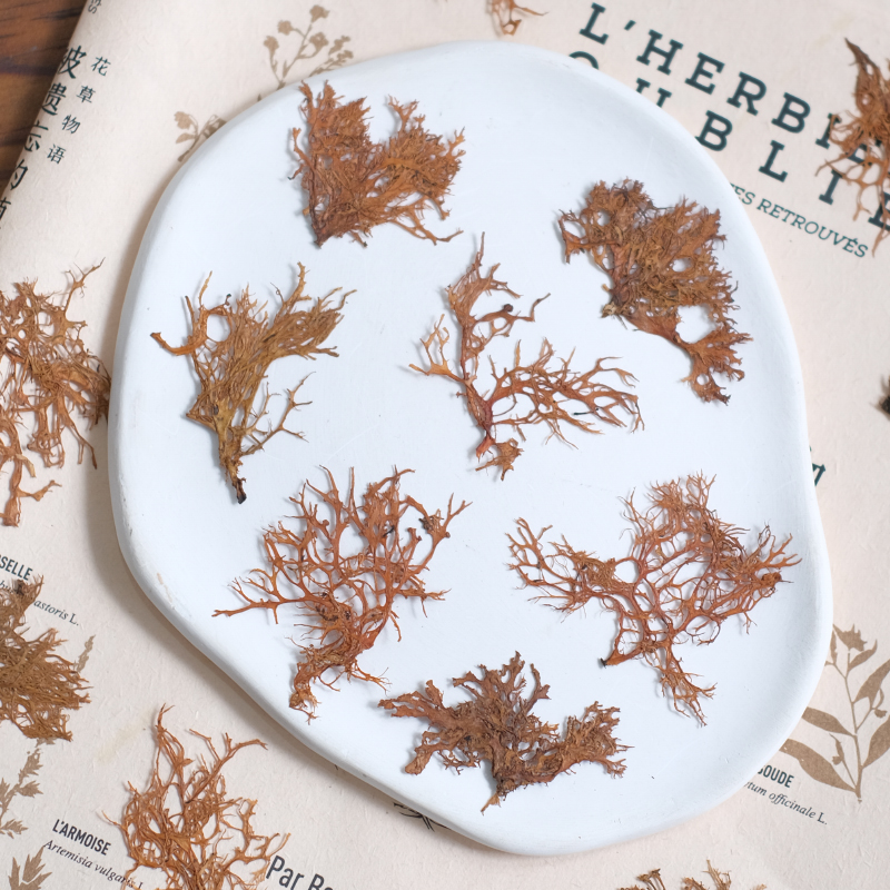 12pcs, Seaweed Aquatic Plants  - Dried Flower Bookmark ulasan dan harga