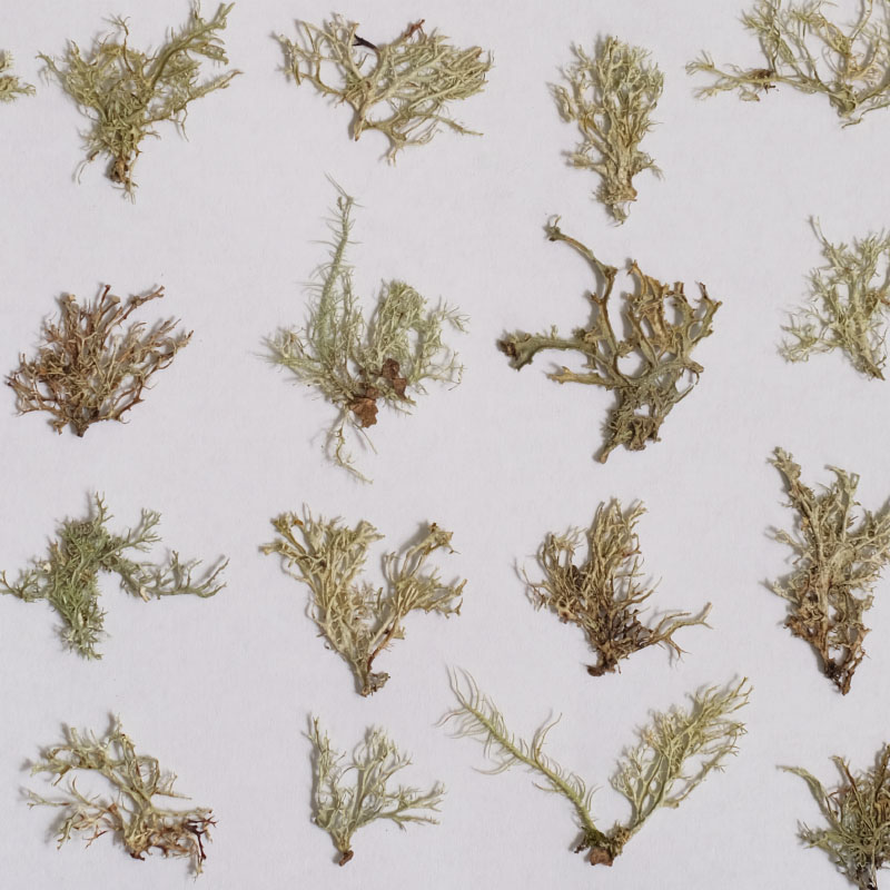 12pcs, Seaweed Aquatic Plants  - Dried Flower Bookmark ulasan dan harga