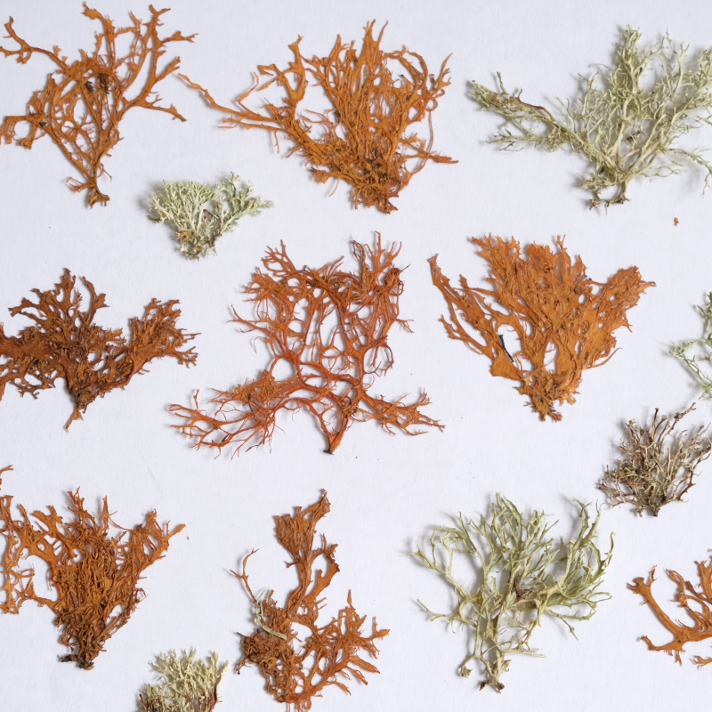 12pcs, Seaweed Aquatic Plants  - Dried Flower Bookmark ulasan dan harga